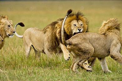 卡牌游戏《拉西维加西》Steam页面上线 5月发售