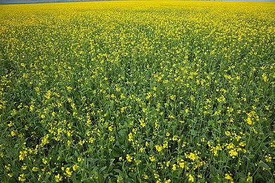 《红霞岛》曾有PS5版本 微软收购B社后就被砍掉了